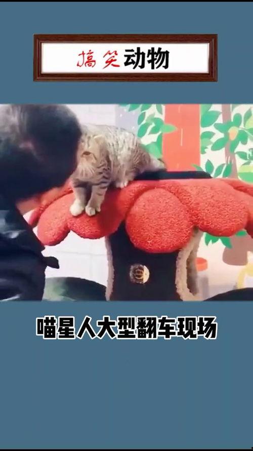 吃瓜翻车搞笑视频大全免费观看,笑料百出!免费观看吃瓜翻车搞笑视频大全  第1张 吃瓜翻车搞笑视频大全免费观看,笑料百出!免费观看吃瓜翻车搞笑视频大全  第1张