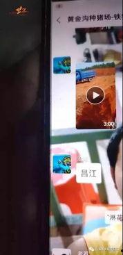 猪瘟最新爆料视频,揭秘病毒传播真相与防控措施  第1张 猪瘟最新爆料视频,揭秘病毒传播真相与防控措施  第1张