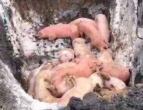 猪瘟最新爆料视频,揭秘病毒传播真相与防控措施  第3张 猪瘟最新爆料视频,揭秘病毒传播真相与防控措施  第3张