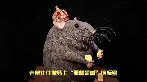 大雨爆料老鼠视频在线观看,城市“鼠患”何时休?  第2张 大雨爆料老鼠视频在线观看,城市“鼠患”何时休?  第2张