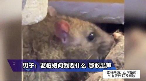 大雨爆料老鼠视频在线观看,城市“鼠患”何时休?  第3张 大雨爆料老鼠视频在线观看,城市“鼠患”何时休?  第3张