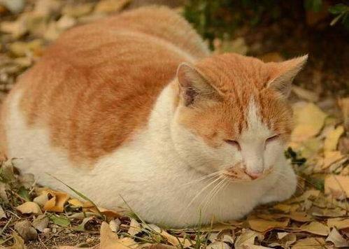 娱乐吃瓜酱猫抢鸡仔,猫界“抢鸡仔”大战,萌态百出!