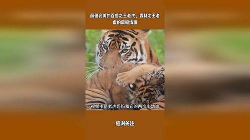 王老虎被爆料了吗视频在线观看,揭秘背后惊人真相  第3张 王老虎被爆料了吗视频在线观看,揭秘背后惊人真相  第3张
